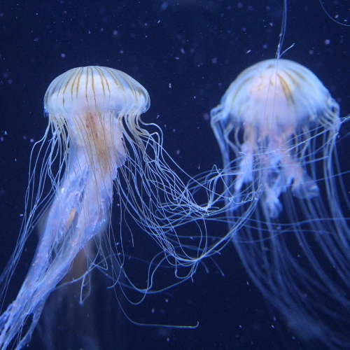 Jellyfish