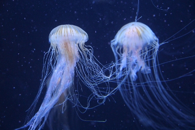 Jellyfish