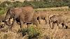 Elephants