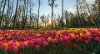 Tulip field, amended